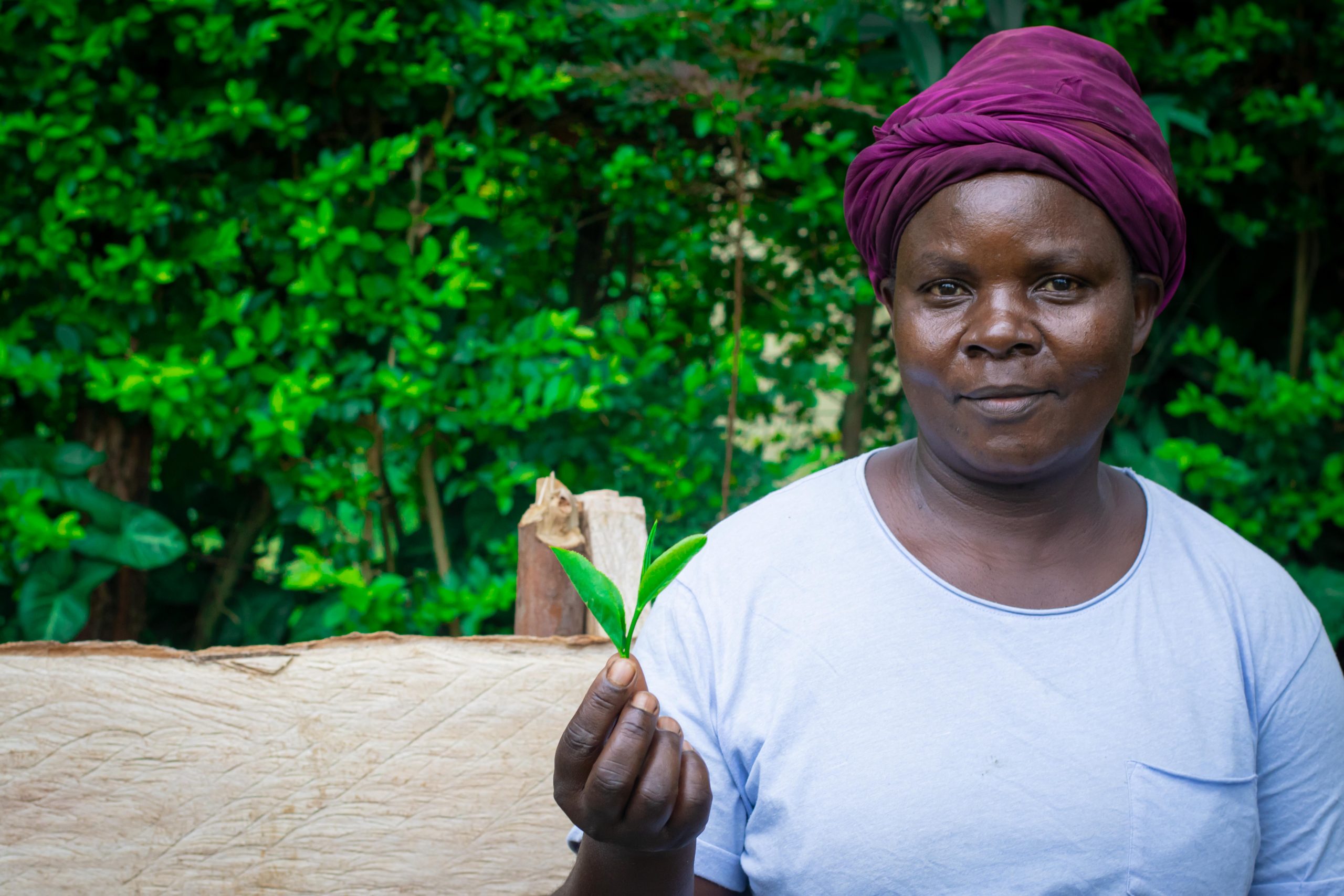 Tea farmers